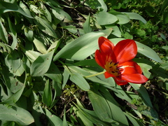 Tulipa fosteriana