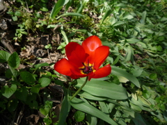 Tulipa fosteriana