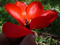 Tulipa fosteriana