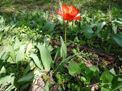 Tulipa fosteriana