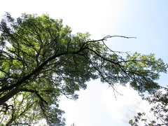 Fraxinus sogdiana