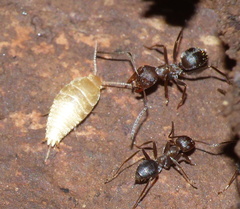 Nicoletiidae