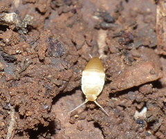 Nicoletiidae