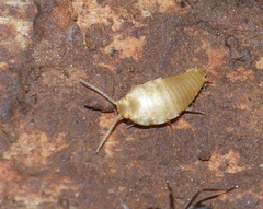 Nicoletiidae