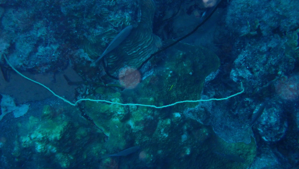 black wire coral