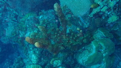 Bergia puertoricense