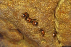 Diaperis nigronotata