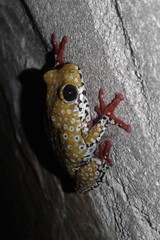 Hyperolius marginatus