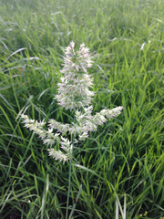 Poa arachnifera