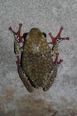 Hyperolius marginatus
