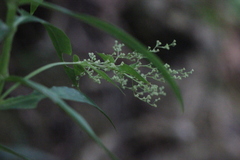 Hedyotis acutangula