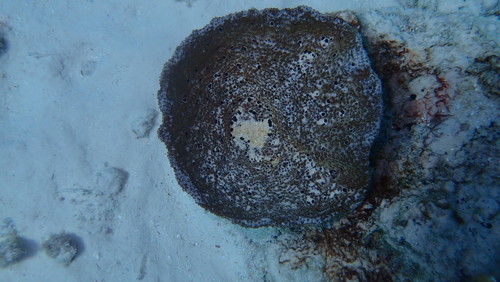 Ircinia campana