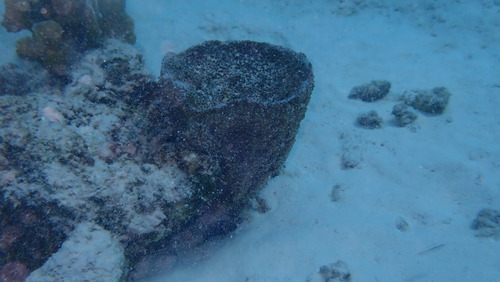 Ircinia campana