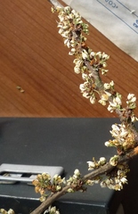 Prunus spinosa dasyphylla