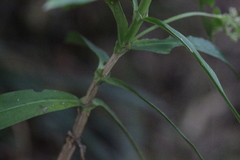 Hedyotis acutangula