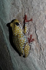 Hyperolius marginatus