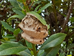 Protopolybia exigua