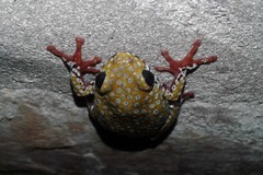 Hyperolius marginatus