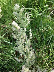 Poa arachnifera