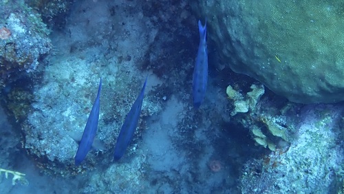 Bodianus parrae