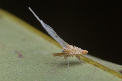Peggiopsis