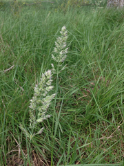 Poa arachnifera