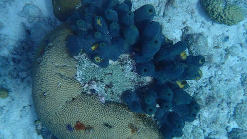 Verongula reiswigi