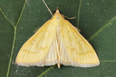 Mecyna flavalis