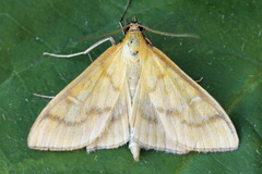 Mecyna flavalis