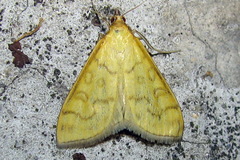 Mecyna flavalis