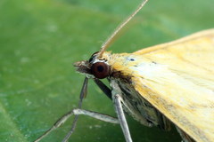 Mecyna flavalis