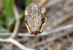 Psammophis lineolatus