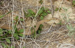 Psammophis lineolatus