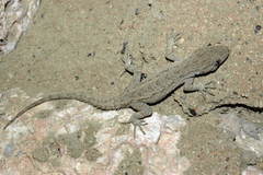 Mediodactylus russowii
