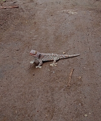 Gekko gecko