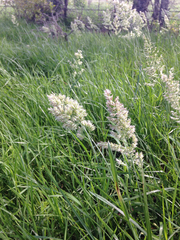 Poa arachnifera