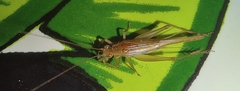 Trigonidiini