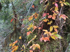 Toxicodendron orientale