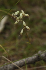 Silene stylosa