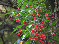 Solanum pittosporifolium