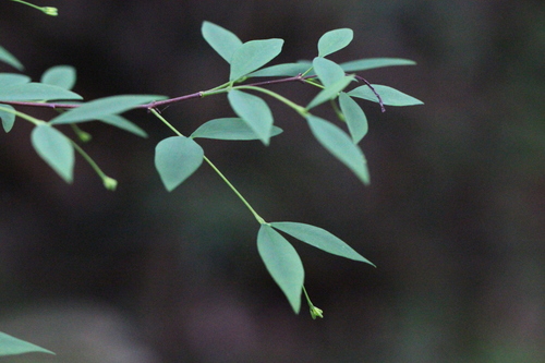 Image of Wikstroemia nutans by no rights reserved