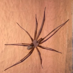 Kukulcania hibernalis