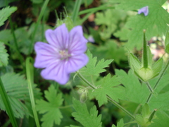 Geranium bohemicum