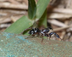 Natta chionogaster
