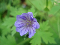 Geranium bohemicum