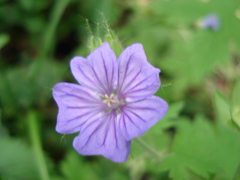 Geranium bohemicum