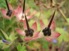 Geranium bohemicum