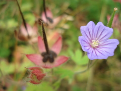Geranium bohemicum