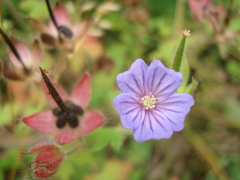 Geranium bohemicum