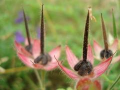 Geranium bohemicum